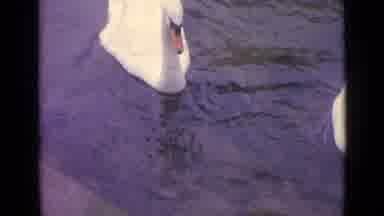 Germany (1962): Geese In The Lake Swimming And Looking For Food