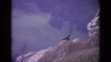 SWITZERLAND-1962: An Eagle Soars Over the Swiss Alps