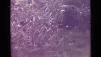 Saint Petersburg Russia (1967): A Grassy Field Is Surrounded By Trees And Brush