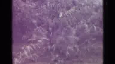 Saint Petersburg Russia (1967): Beautiful Scenery Of Great Outdoor Bushes Leaves