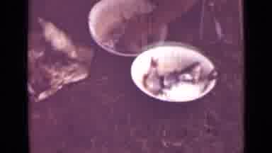 Saint Petersburg Russia (1967): Removing Fish From Bowls To Clean And Prepare Them
