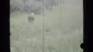 Saint Petersburg Russia (1967): Two Boys Wade Through Grassy Marsh Water On A