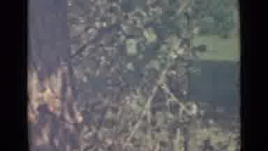 Saint Petersburg Russia (1967): Showing The Green Plants Of In Video That Was Nice