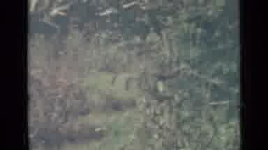 Saint Petersburg Russia (1967): Footage Of Trees And Shrubbery Near The Ocean As A