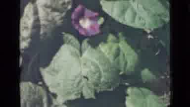 Saint Petersburg Russia (1967): Vintage Morning Glory Foliage Leaves Bulbs Spring