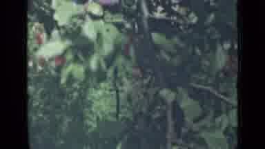 Saint Petersburg Russia (1967): Scanning Tree Branch In A Forest With Many Green