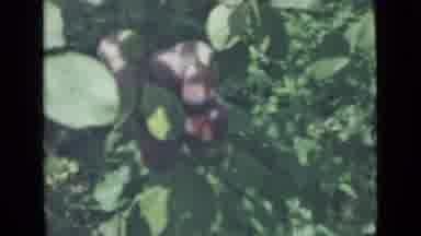 Saint Petersburg Russia (1967): Unripe And Ripe Figs Grow On Trees Surrounded By