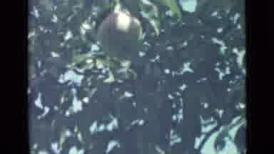 Saint Petersburg Russia (1967): Grainy Footage Of A Single Peach In A Peach Tree