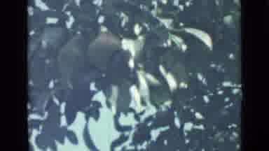 Saint Petersburg Russia (1967): Green Trees Bearing Fruit Under The Blue Sky