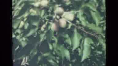 Saint Petersburg Russia (1967): Summer Is Here It's Welcoming With Mango Trees And