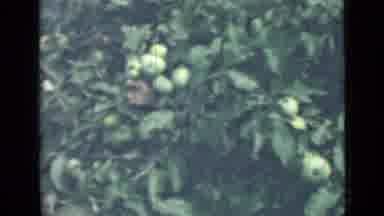 SAINT PETERSBURG RUSSIA-1967: Apple Tree With Fruit In Vintage Home Movie