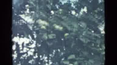 SAINT PETERSBURG RUSSIA-1967: A Video Of Green Fruit Growing On Several Trees