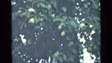 Saint Petersburg Russia (1967): A Big Green Tree With A Lot Of Leafs With Green