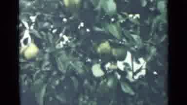 Saint Petersburg Russia (1967): Red Apples And Pears Hanging From Trees In The