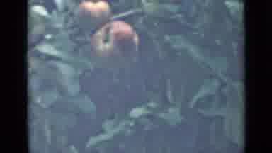 Saint Petersburg Russia (1967): Random Shots Of Apples Growing On An Apple Tree