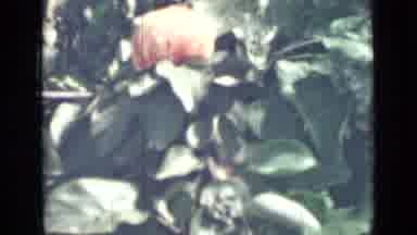 Saint Petersburg Russia (1967): Peach Colored Fruits Hanging On Green Leaves Of A