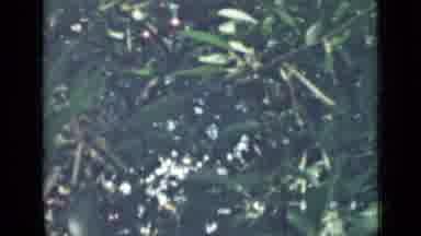 Saint Petersburg Russia (1967): A Green Tree With Small Leaves And Red Fruit