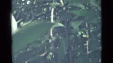 Saint Petersburg Russia (1967): Apple Tree Orchard