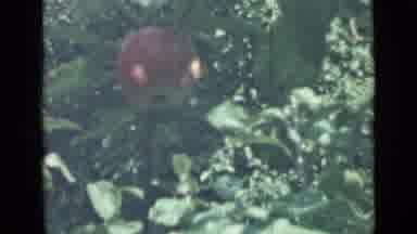 SAINT PETERSBURG RUSSIA-1967: An Apple Hanging From A Tree And A Purple Flower