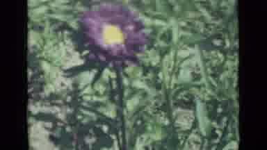 Saint Petersburg Russia (1967): Camera Shows Off Different Flowers That Are Purple