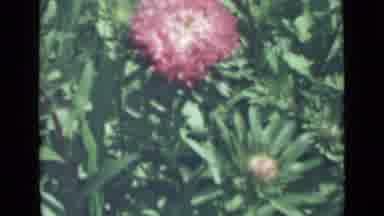 Saint Petersburg Russia (1967): Red And Yellow Flowers Blooming On A Bright Sunny