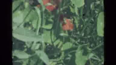 Saint Petersburg Russia (1967): Flowers In A Field