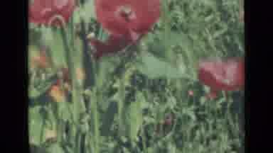 Saint Petersburg Russia (1967): Garden View With Colorful Flowers In An Outdoor