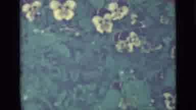 Saint Petersburg Russia (1967): View Of Yellow Blooming Pansies And Plum Tree On A
