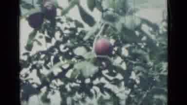 Saint Petersburg Russia (1967): Vintage Video Of Several Fruit Hanging From The