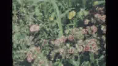 Saint Petersburg Russia (1967): There Is A Field Of Pink And White Flowers With
