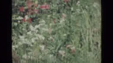 Saint Petersburg Russia (1967): White Butterfly Flies Above A Field Of White And