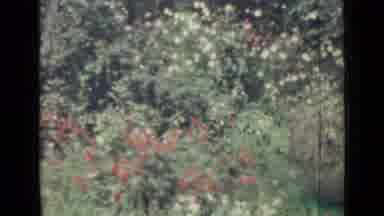 Saint Petersburg Russia (1967): Hundreds Of Red And White Roses In A Big Field