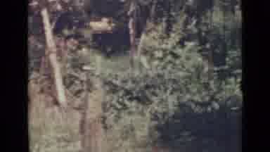 Saint Petersburg Russia (1967): White And Red Variety Of Flowers In A Garden