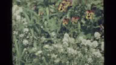 Saint Petersburg Russia (1967): Some Flowers That Are Growing In A Garden Setting