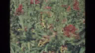 Saint Petersburg Russia (1967): View Of Red Snapdragons And Yellow Pansies On A