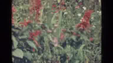 Saint Petersburg Russia (1967): Red And Yellow Wildflowers And Weeds Closely