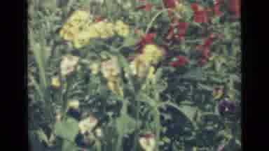 Saint Petersburg Russia (1967): View Of Yellow Pansies And Red Chrysanthemums