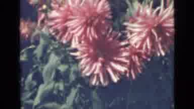 Saint Petersburg Russia (1967): Big Pink Bushy Flowers