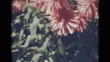 Saint Petersburg Russia (1967): A Close Up View Of Several Different Kinds Of
