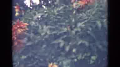 Saint Petersburg Russia (1967): Looking At Flowers Outdoor In Nature In The