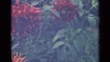 Saint Petersburg Russia (1967): Two Different Shades Of Orange Flowers With