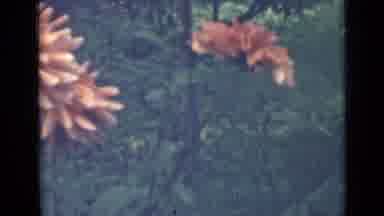 Saint Petersburg Russia (1967): White And Orange Flowers Being Filmed From A