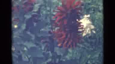 Saint Petersburg Russia (1967): Flowers Blooming And Being To Grow In The Early