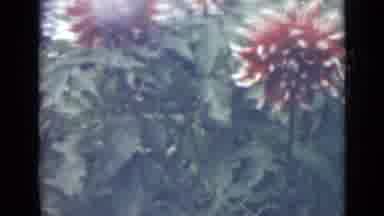 Saint Petersburg Russia (1967): Beautiful Blooming Flowers On A Background Of