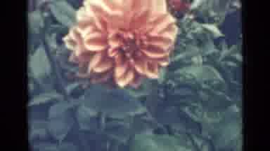 SAINT PETERSBURG RUSSIA-1967: Orange And Yellow Flowers Blooming On A Clear