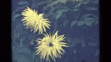 Saint Petersburg Russia (1967): Yellow Flowers With Long Skinny Petals And Green