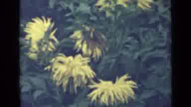 Saint Petersburg Russia-1967: Yellow Flowers And Red And White Roses In A Bush