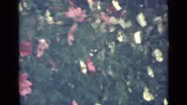 Saint Petersburg Russia (1967): Pink And White Flowers Blooming In Garden On A