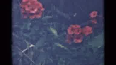 Saint Petersburg Russia (1967): Garden With Flowers Of Various Colors And Species