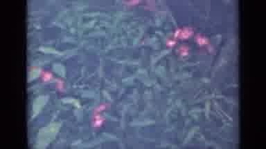 Saint Petersburg Russia (1967): Flowers Are Growing Everywhere